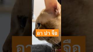 #ส้มแอ๊ว #แมวส้ม #แมวอ้วน #แมวอ้วนน่ารัก #ทาสแมว #ทาสหมาทาสแมว #cat #pet #love #น่ารัก