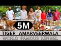 Tiger Amrveer Wala Bully Dog Bully Kutta