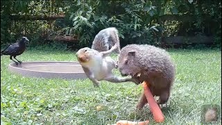 Squirrel dropkicks groundhog!