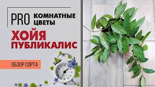 Хойя Публикалис - разглядывайте картины на листьях этой хойи | Как восковой плющ, только лучше