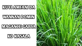 Lemun grass Domin Rage Gajiya (Kasala).