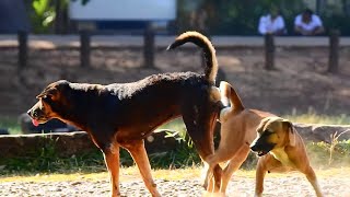 How to dogs make baby On The Street so Sweet  Big dog's Sweet Emotions Rural Dogs 2020