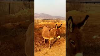 Lovely donkey is standing and waiting for job to do