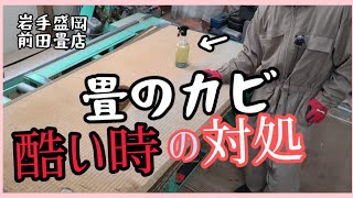 【畳DIY】畳のカビが酷い時の対処方法クリーニング方法お掃除