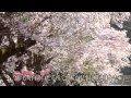 岩美町内の桜（2012年）