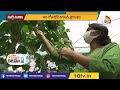 యార్డ్ లాంగ్ బీన్స్ సాగు yard long beans farming matti manishi 10tv news