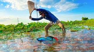 Catching Wild Betta Fish And Betta Fish In Lotus Lake, Unbelievable Catching (Episode 29)