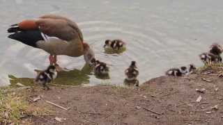 Egyptian Goose - Nilgans - Alopochen aegyptiacus - family with 9 goslings