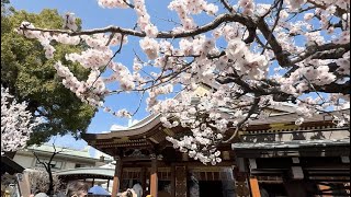 湯島天神  梅まつり  梅園散策　神前式  梅盆栽