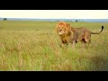 8k video ultra hd 120fps slowmotion masai mara and amboseli national park with relaxation music