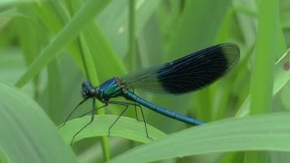 Weidebeekjuffer - Weidebeekjuffers - Calopteryx splendens