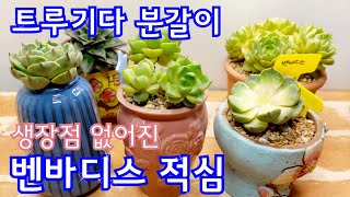 생장점 없어진 벤바디스 적심 \u0026 트루기다 여름 분갈이  多肉植物 Korean succulents