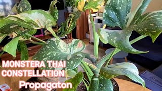 My Big Monstera Thai Constellation -Ruby's Plants