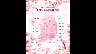 2024년  벚꽃 개화지도 Cherry blossom blooming map in 2024