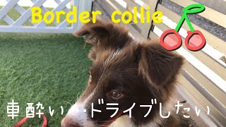 【ボーダーコリー子犬の成長記】車酔いどーしたら。。