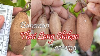 Barahmasi Thai Long Chikoo (Sapota/sapodilla/Manilkara zapota/Naseberry) @AppleBerNursery