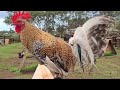 Pure Mingus Dom McRae Grey Robello Farm in Hawaii | Beautiful Birds Farm Visit