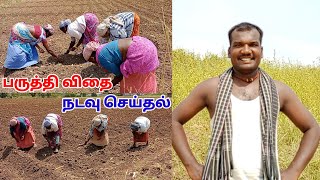 பருத்தி விதை நடவு செய்தல் | Planting cotton seed | பகுதி - 3 | பறவை அன்னம்