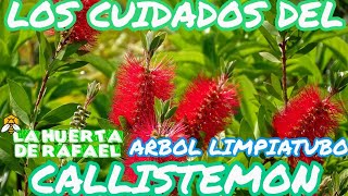 Los cuidados del callistemon[Árbol limpiatubo]•El cultivo de árbol cepillo o limpiatubo•9NaTemporada