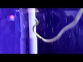 泳ぐチンアナゴ （東京タワー水族館） swimming spotted garden eel