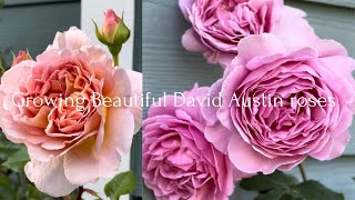 MY ABSOLUTE TOP 5 BEAUTIFUL FRAGRANT ROSES WITH LARGEST BLOOMS | Ep.6 2024-