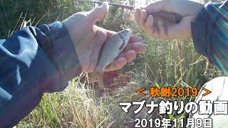 【秋鮒2019】マブナ釣りの動画　Crucian fishing in Autumn.