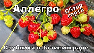 Клубника Аллегро. Краткий обзор сорта