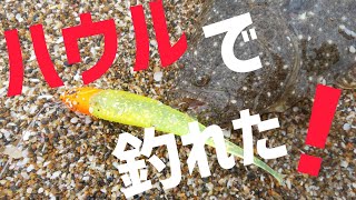 ヒラメを求めて❗️鹿島灘(６月上旬)