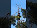 bear climbs tree to catch a bird 😱