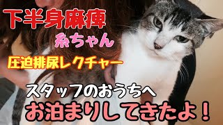 下半身麻痺の糸ちゃんスタッフのお家へお泊まりしてきました🏠圧迫排尿あり