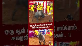 ஒரு ஆள் புடிச்சி காட்டு பாப்போம்.. அலறவிடும் காளைகள்.. !! #shorts | #alanganallurjallikattu