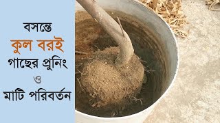 বসন্তে কুল বা বরই গাছের প্রুনিং ও মাটি পরিবর্তন | The Green Practice | ছাদবাগান