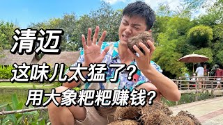 被忽悠了？清迈大象营竟然没有大象 只有大象粑粑？海外旅行vlog｜泰国旅行攻略｜清迈去哪儿玩