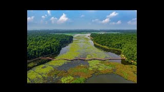 শেখ রাসেল জাতীয় উদ্যান | আশুড়িয়ার বিল | নবাবগঞ্জ |দিনাজপুর|Sheikh Rasel National Park |Nawabgong|