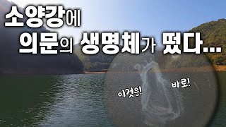 [신기한 야기] '1급수'로 맑은 소양강에 이상한 생명체가 나타났다!