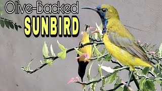 Olive-backed Sunbird in my backyard (Native Birds to the Australia) Green \u0026 Yellow Bird