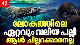 ലോകത്തിലെ ഏറ്റവും വലിയ പല്ലി ആൾ ചില്ലറക്കാരനല്ല | The world's largest lizard | Komodo dragon |