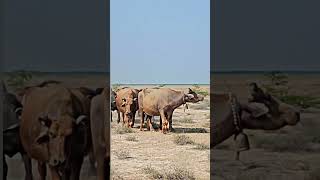 Bhuri banni buffalo