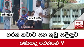 හරක් කටාට සහ කුඩු සළිඳුට මොකද වෙන්නේ ?