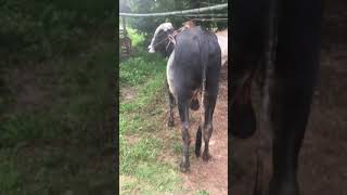 គោបាចៅអាសេះ កាច់ធ្មេញពីរ / Beautiful Bull