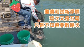 【福壽魚之章】新浮標繼續測試中，這次又是釣了五尾，只是要數很多次的五尾🤣🤣