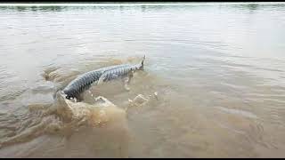 chittoor penumur root kalavagunta dam real and Bigg 🐟