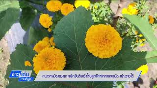 เกษตรกรเมืองสงขลา พลิกผืนดินครึ่งไร่ ปลูกผักหลากชนิด สร้างรายได้อย่างงาม