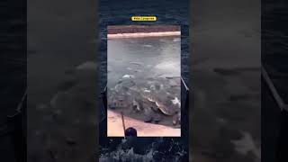 #crocodile messed with wrong guy #viral #shorts