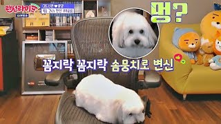 대도서관(A large library)을 위협하는 개도서관(?) 솜뭉치 단추♥ 랜선라이프(lanlife) 3회