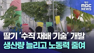 딸기 '수직 재배 기술' 개발···생산량 늘리고 노동력 줄여 | 대구MBC뉴스