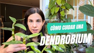 Cuidados básicos Orquídea Dendrobium 💚 Cuándo regar, cómo reproducir, por qué no florece 🌸