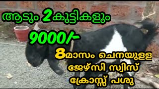 ആടും 2 കുട്ടികളും 9000/-,8 മാസം ചെനയുള്ള പശു ,കരോളി . ബീറ്റൽ ക്രോസ് ആടും 2 കുട്ടികളും