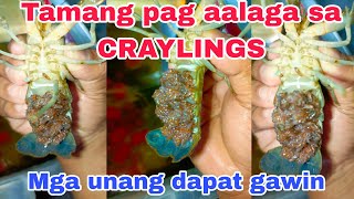 Tamang pag aalaga sa craylings | tips how to take care craylings | crayfish farming | craylings