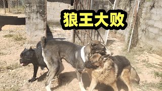 中亚犬发动猛犬进攻，老狼王招架不住，被瞬间放倒